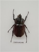 藏品(金龜科(二)外國)的圖片